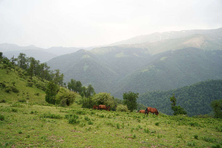 طبیعت1