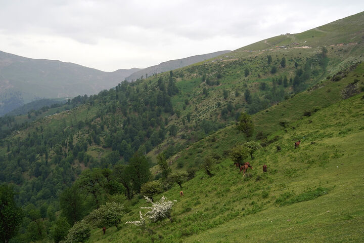 طبیعت1