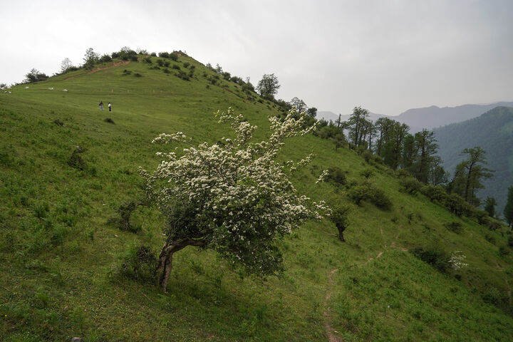 طبیعت1