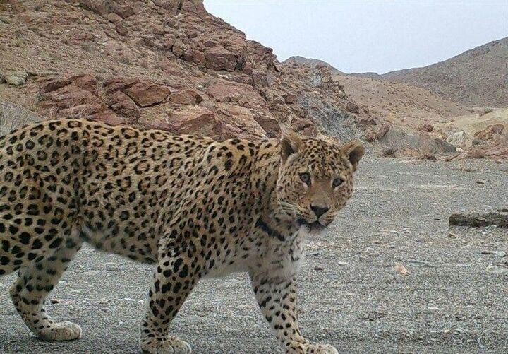 پلنگ ایرانی سلطان صخره‌های سترگ لرستان