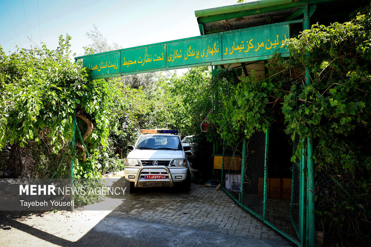 پرنده