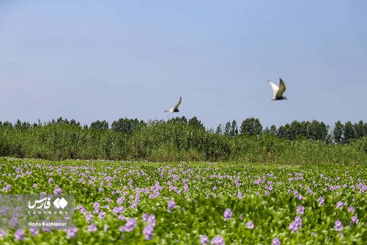 تالاب