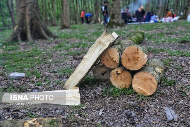 واکنش منابع طبیعی به شرط اخذ مجوز زیست‌محیطی برای برداشت درختان شکسته