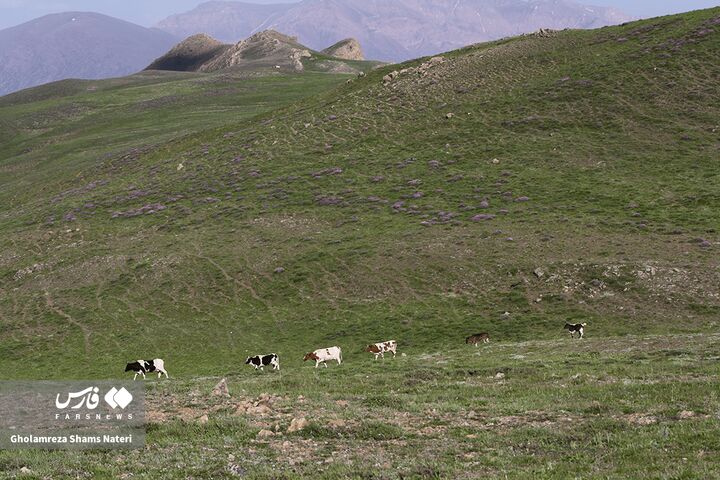 طبیعت بهار