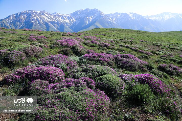 طبیعت بهار