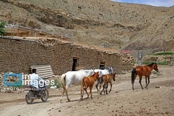 ترکمن