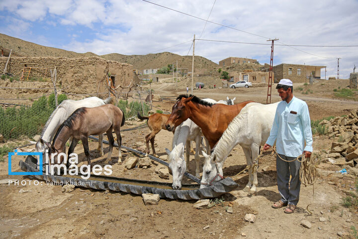 ترکمن
