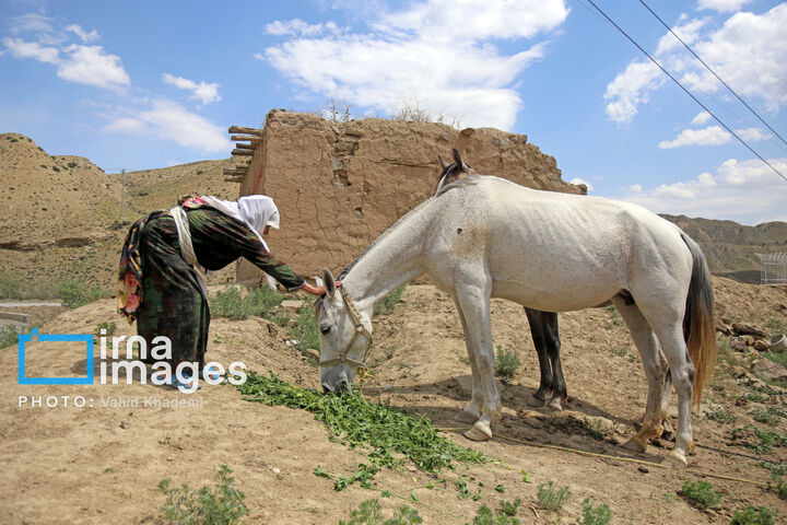 ترکمن
