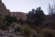 خطر نابودی سروهای کهن‌سال «زربین» در بشاگرد هرمزگان