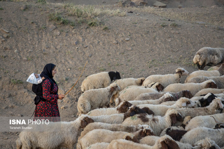 کوچ عشایر
