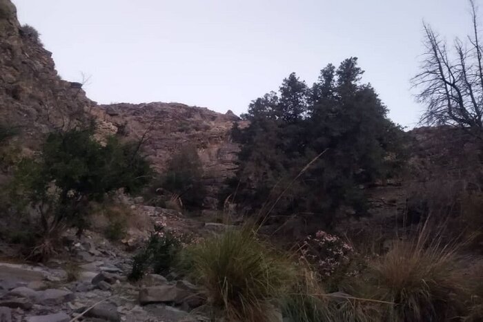 خطر نابودی سروهای کهن‌سال «زربین» در بشاگرد هرمزگان