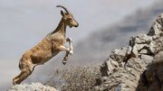 چشم این منطقه به دو قلوزایی بز وحشی روشن شد