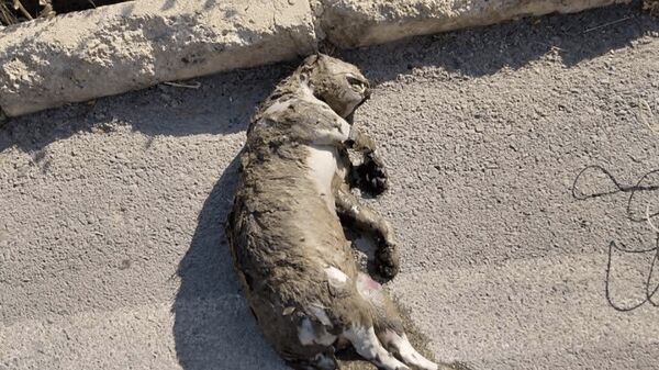توله پلنگ قربانی کانال مرگِ سی‌سخت شد