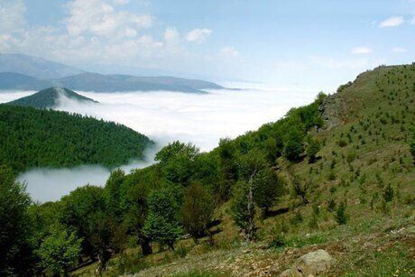 سند مدیریت پایدار جنگل‌های زاگرس نهایی شد