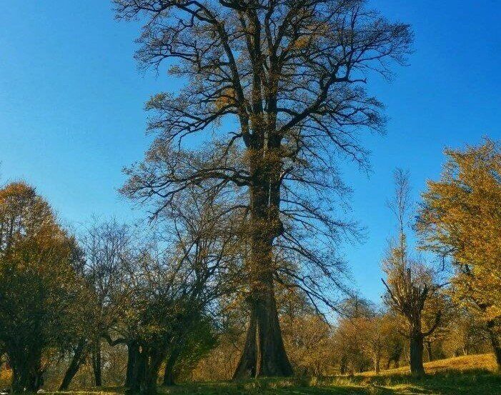 نگهبان پیر جنگل‌های هیرکانی