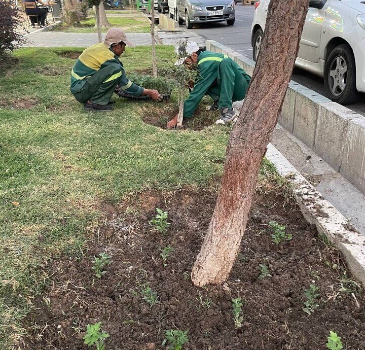 خودکفایی در تأمین گل‌های فصلی در منطقه ۴