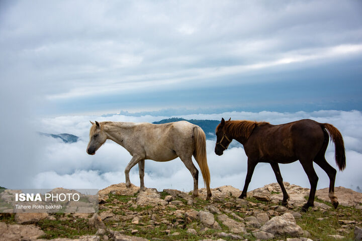 سوباتان
