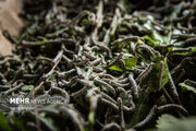 در مسیر تولد ابریشم