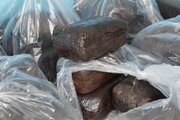 کشف ۳۱۰ گرم تریاک از معده مسافر اتوبوس در قاینات