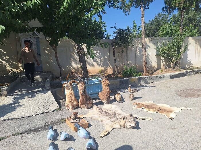 یک محموله سلاح، مهمات و تاکسیدرمی حیات‌وحش کشف و توقیف شد