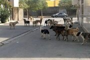 مصدومیت ۱۳ نفر بر اثر گاز گرفتگی سگ در آذربایجان‌غربی