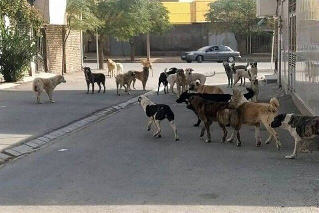 مصدومیت ۱۳ نفر بر اثر گاز گرفتگی سگ در آذربایجان‌غربی
