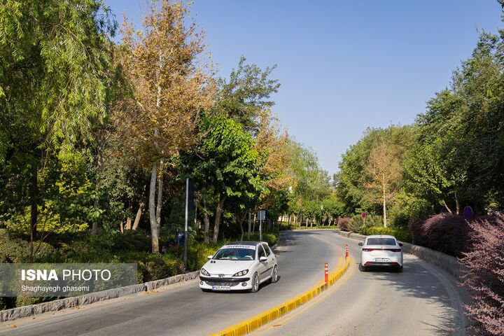 خزان زودرس