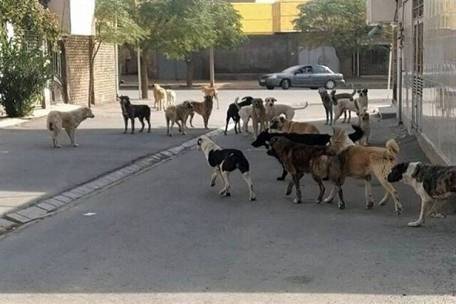 مصدومیت ۱۳ نفر بر اثر گاز گرفتگی سگ در آذربایجان‌غربی