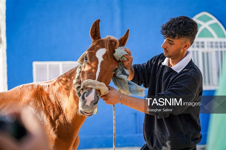 اسب سوار