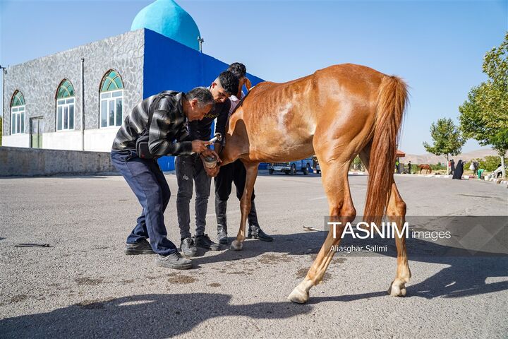 اسب سوار