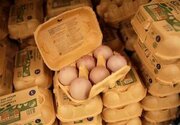 بحران تخم‌مرغ آلوده و شیوع سالمونلا در آمریکا