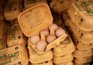 بحران تخم‌مرغ آلوده و شیوع سالمونلا در آمریکا