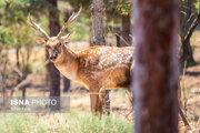 گوزن زرد ایرانی از مرز انقراض تا تولد دوباره در طبیعت