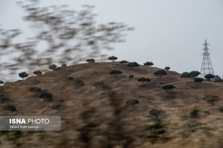 انجیر استهبان