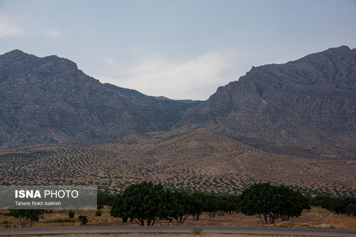 انجیر استهبان