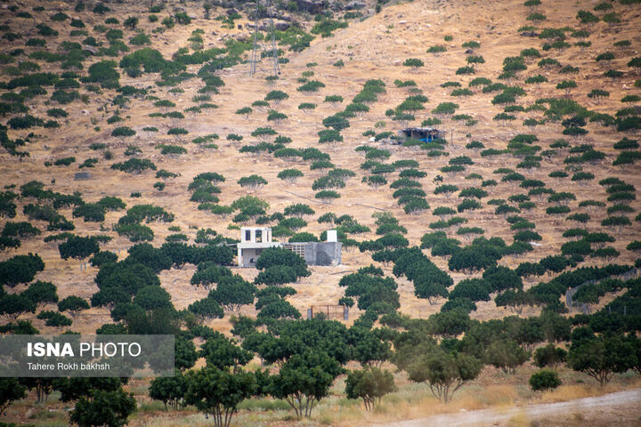 انجیر استهبان