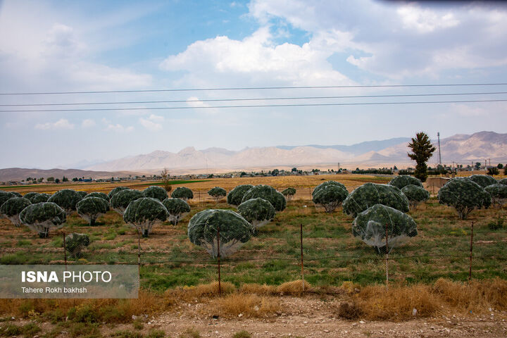 انجیر استهبان
