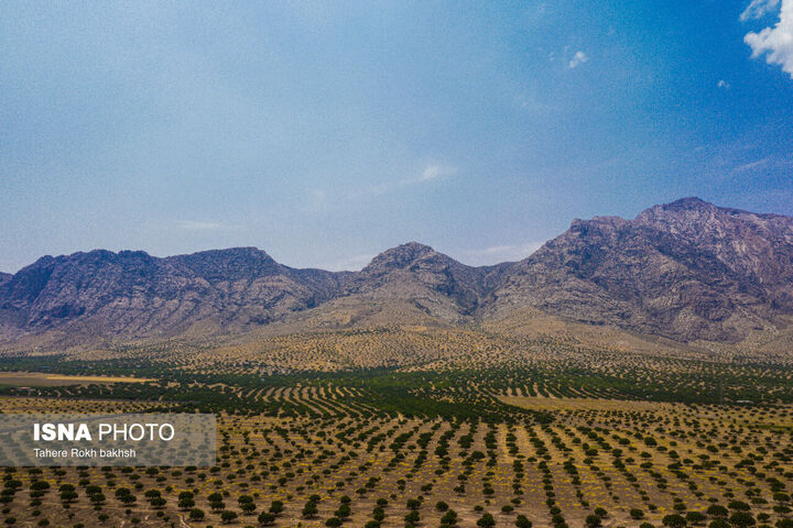 انجیر استهبان