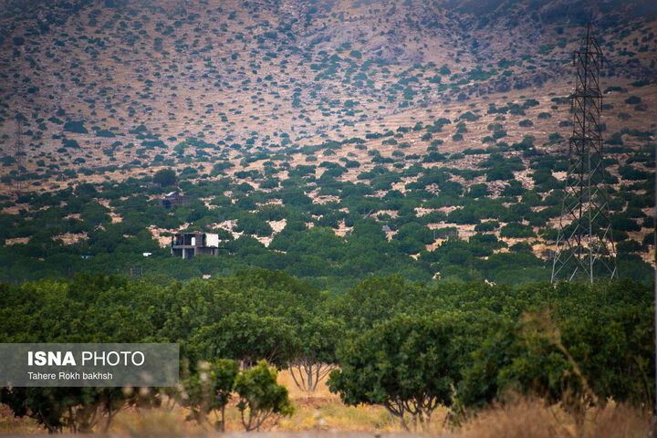 انجیر استهبان