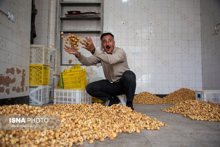 انجیر استهبان