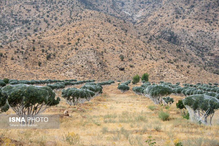 انجیر استهبان