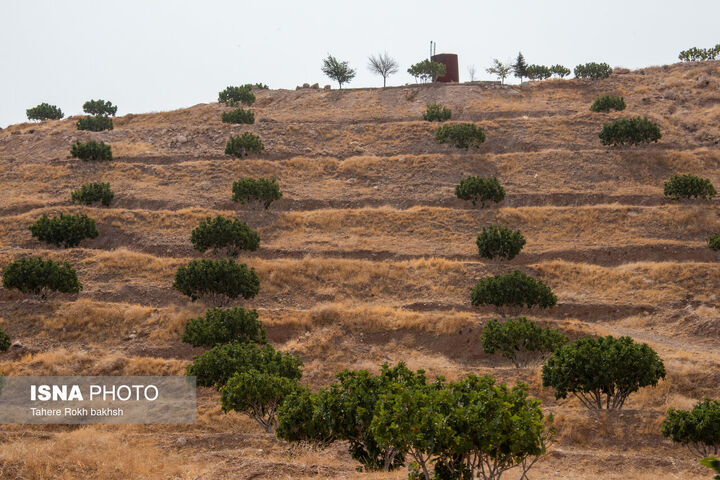 انجیر استهبان