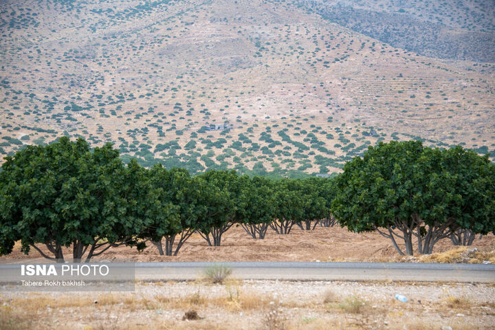 انجیر استهبان