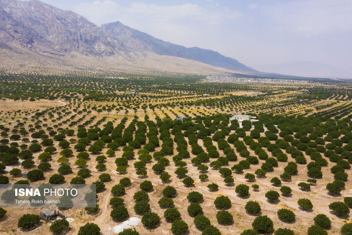انجیر استهبان
