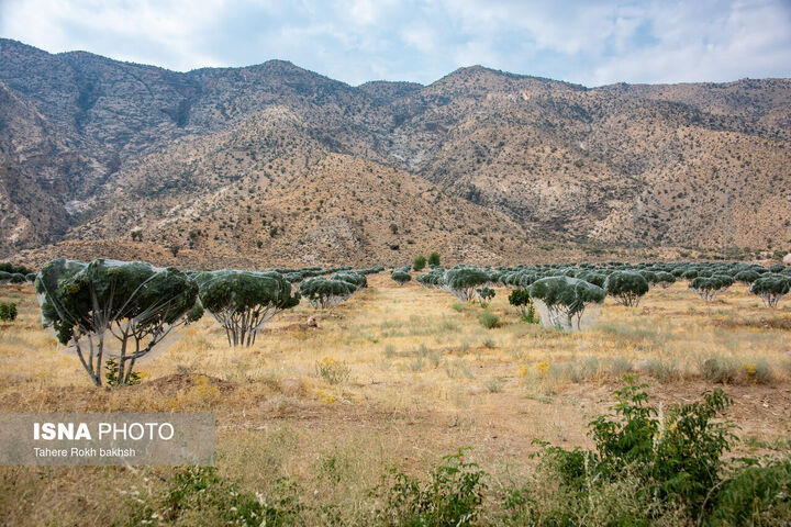 انجیر استهبان