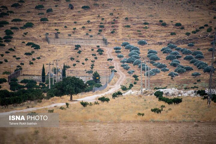 انجیر استهبان