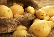 صادرات سیب‌زمینی تا پایان سال ممنوع شد