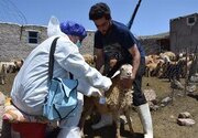 سویه جدید تب برفکی در کشور کنترل شد