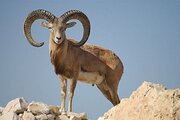 قوچ وحشی بر فراز صخره‌های کوه بافق