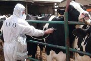آغاز عملیات سراسری واکسیناسیون تب‌برفکی